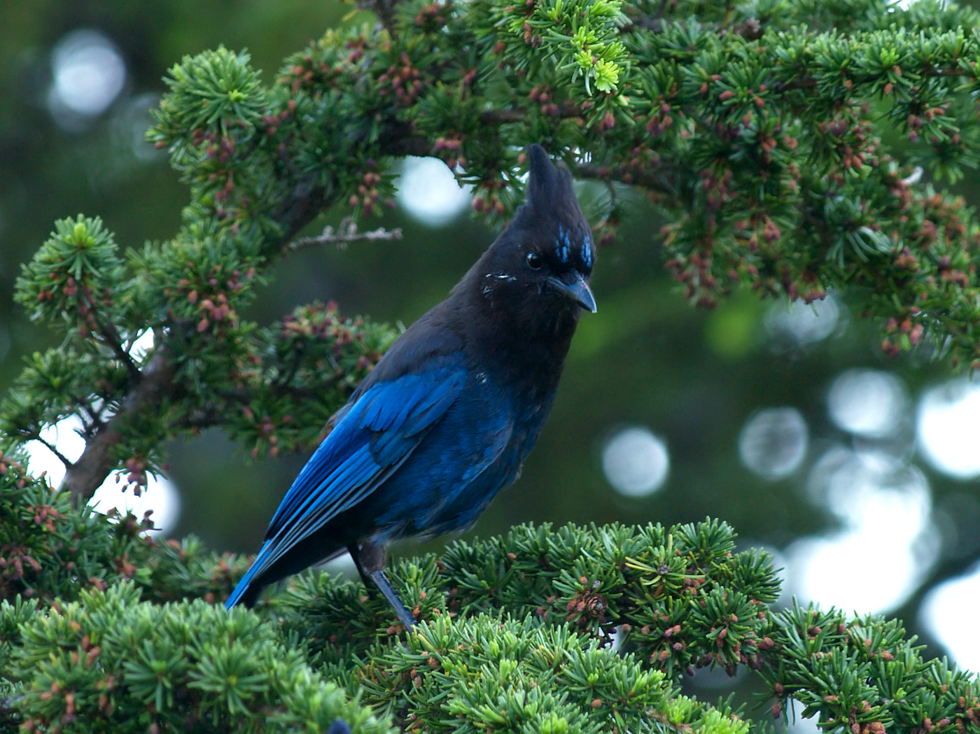 Steller's Jay
